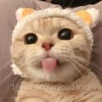 Avatar of Hafsa Khan